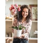 Stilīgs plastmasas pods orhidejām Lechuza Orchidea 5