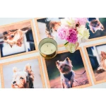 Jorkšīras terjera paliktņu komplekts 1