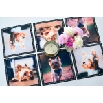 Jorkšīras terjera paliktņu komplekts 2