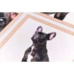 Paliktņu komplekts Black French Bulldogs 3