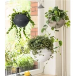 Puķu pods Lechuza Bola Colour 2