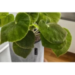 Gudrais puķu pods Lechuza TRENDCOVER Filcs 2