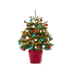 lechuza vazonas kaip dovana moterims