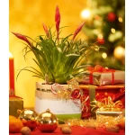 vazonas luchuza kaip praktiska kaledine dovana