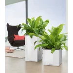 vazonai lechuza interjere 4