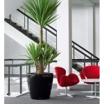 stilingas juodas vazona lechuza 4