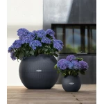 lechuza vazonas puro apvalus pilkas 3