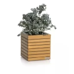 Lechuza pods zems dabīgais koks Palo 35