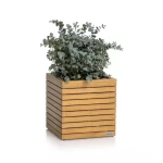 Lechuza pods zems dabīgais koks Palo 45