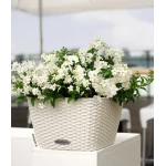 lechuza vazonas balta spalva 1