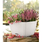 ismanusis vazonas lechuza bacino 3