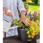 vazonas lechuza bacino 1