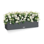 lechuza lovelis gelems tamsiai pilkas 3