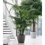 lechuza vazonai gelems 3