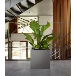 pilkas vazonas ofisui lechuza 3