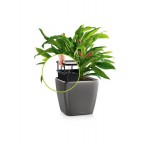 Ziedu pods Lechuza Quadro 21 5