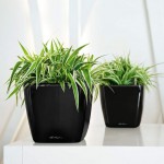 Ziedu pods Lechuza Quadro 21 1
