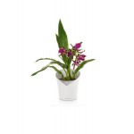 Stilīgs plastmasas pods orhidejām Lechuza Orchidea