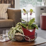 Stilīgs plastmasas pods orhidejām Lechuza Orchidea 2