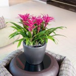 Klasiskais pods Lechuza Classico LS  2