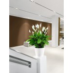 Klasiskais pods Lechuza Classico LS  2