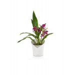 Stilīgs plastmasas pods orhidejām Lechuza Orchidea 5